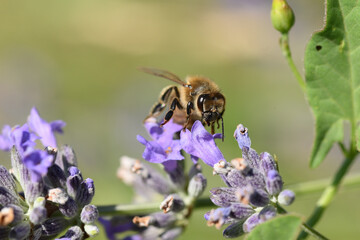 abeille