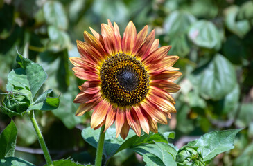 A beautiful orange, bronze and yellow sunflower surround by defocused green foliage makes a...