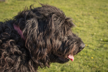 Profile of a woolly dog