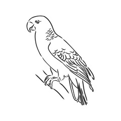 tropical parrot and bird head black and white vector outline
