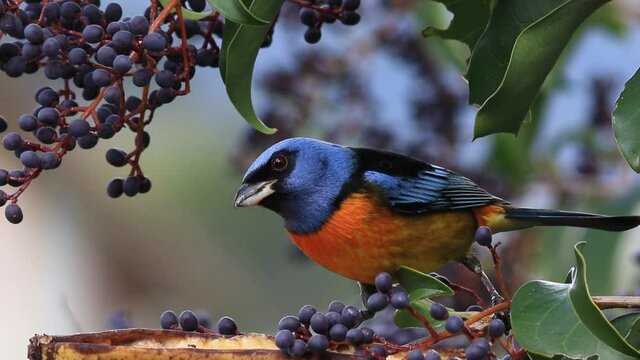 A closeup shot of blue-and-yellow tanager eating ripe elderberries in HD