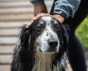 A hand patting a Collie Aussie Shepherd mix dog up-close