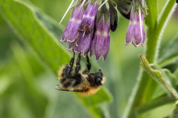 Bee pollinating a purple comfrey flower