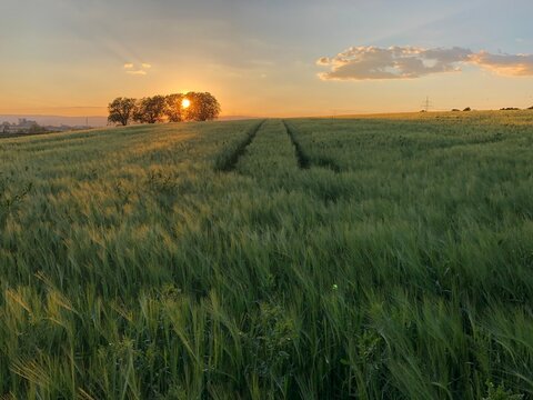 sunset over the field © Sandra