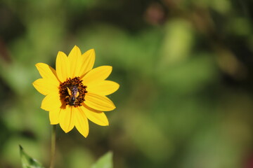bee on flower