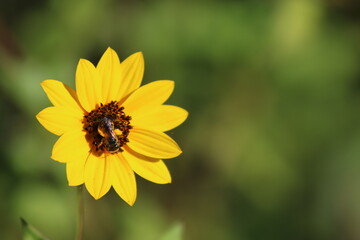bee on yellow flower