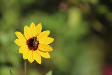 bee on yellow flower