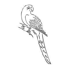 tropical parrot and bird head black and white vector outline