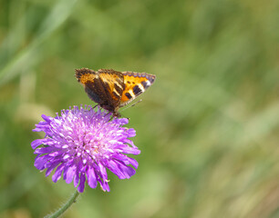 Small Tortoiseshell (Aglais urticae) feeding on a beautiful violet Field Scabious (Knautia arvensis)