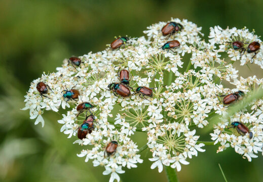 a collection of Garden Chafer beetles (Phyllopertha horticola) gather on Cow Parlsey (Anthriscus sylvestris) for procreation