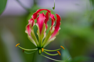 Gloriosa lily flower blooming in a garden close-up. Pink climber plant Gloriosa flowers in sun light. Flower bed design. Summertime. Gardening concept.