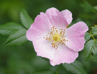 beautiful pink dog rose (Rosa canina) growing wild on Salisbury Plain chalkland meadows