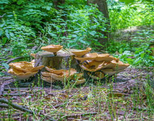 Very large (up to 50cm) Cerioporus squamosus aka Polyporus squamosus is a basidiomycete bracket...