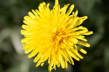 Одуванчик. Dandelion