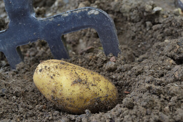 Récolte de pommes de terre