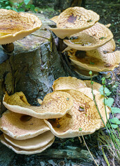 Very large (up to 50cm) Cerioporus squamosus aka Polyporus squamosus is a basidiomycete bracket...