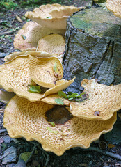 Very large (up to 50cm) Cerioporus squamosus aka Polyporus squamosus is a basidiomycete bracket fungus, with common names including dryad's saddle and pheasant's back mushroom
