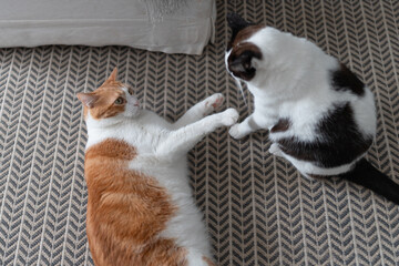 two domestic cats play together on the carpet
