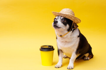 Portrait of cute puppy chihuahua in straw hat with cup of coffee. Little smiling dog on bright trendy yellow background. Free space for text.