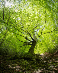 Big tree in the middle of the forest seen from below with a lot of green leafs