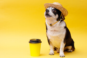 Portrait of cute puppy chihuahua in straw hat with cup of coffee. Little smiling dog on bright trendy yellow background. Free space for text.