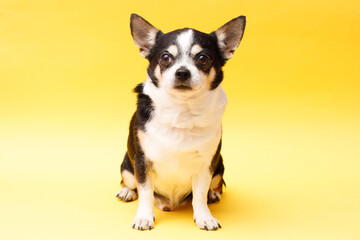 Naklejka na ściany i meble Portrait of cute puppy chihuahua. Little dog on bright trendy yellow background. Free space for text.