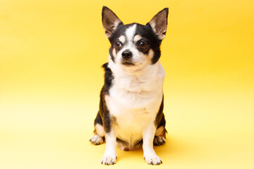 Portrait of cute puppy chihuahua. Little dog on bright trendy yellow background. Free space for text.