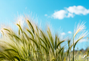 Obraz premium Background of fluffy spikelets of green barley close-up Blue sky and barley grass Selective focus Hordeum jubatum, Foxtail barley, selective focus