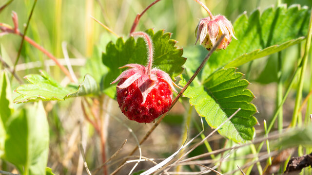 Ripe berry of wild strawberry in the meadow, close up, selected focus.