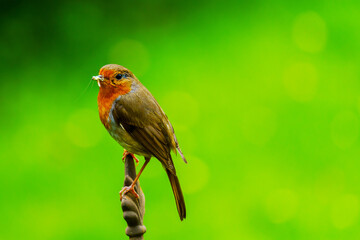 Rotkehlchen im Grünen
