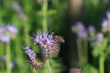 bee on a flower