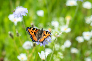 Small tortoiseshell butterfly (Aglais urticae) in a meadow.