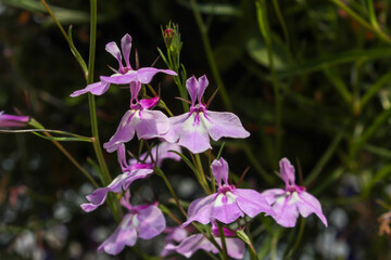 purple orchid in the garden