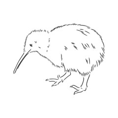 hand drawn, sketch, cartoon illustration of kiwi