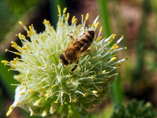 a bee sits on an onion flower