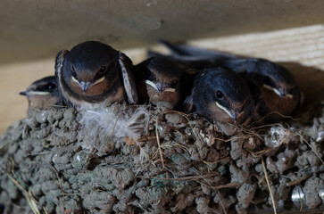 young swallows chicks look out of the nest