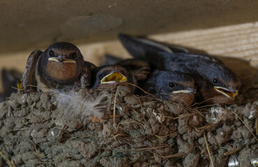 young swallows chicks look out of the nest