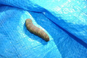 Summer. A green caterpillar on a blue plastic background.