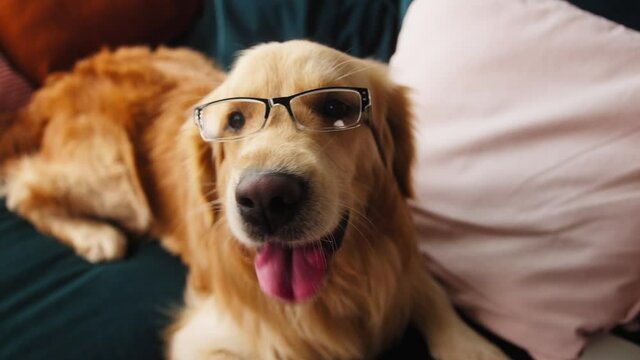 Close-up of golden retriever wearing glasses, lying on sofa in living room. Happy brown dog looking in camera and posing. Puppy breathing with tongue out. Business funny domestic animal at home.