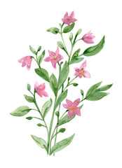 simple sketching of graceful meadow flowers on white background. watercolor painting