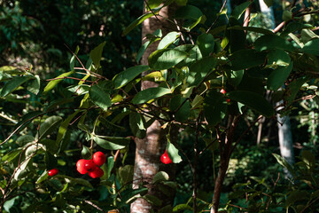 Drzewo z czerwonymi owocami java jabłko, jambu. - obrazy, fototapety, plakaty