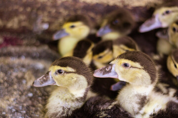 Many little cute domestic ducklings