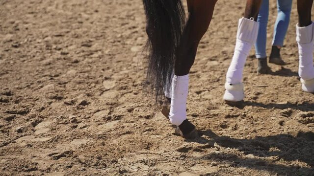 Girl walking with her Dark Bay horse on sandy ground. The horse is wearing stockings as protection. Low angle footage of a girl taking her horse for a ride. Daytime footage. 