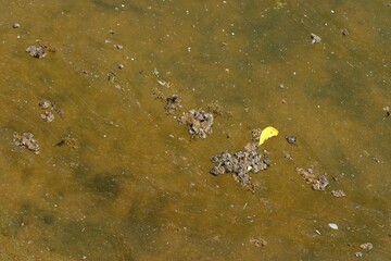 Dirty polluted water in the pond. A concept for environmental and nature protection.