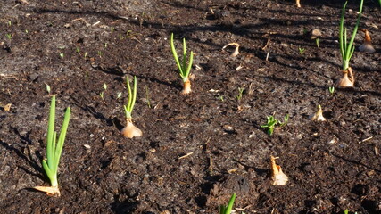 young sprouts of green onions dacha vegetable garden beds summer harvest is sunny