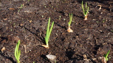 young sprouts of green onions dacha vegetable garden beds summer harvest is sunny