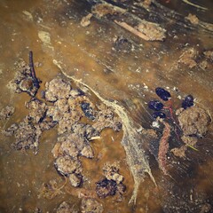 Dirty polluted water in the pond. A concept for environmental and nature protection.