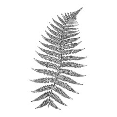 vector silhouette sheet fern on white background