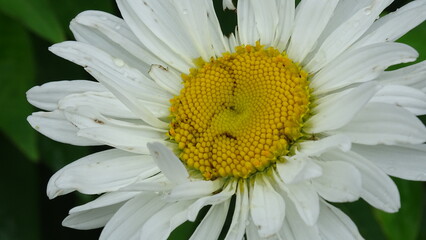 bee on daisy