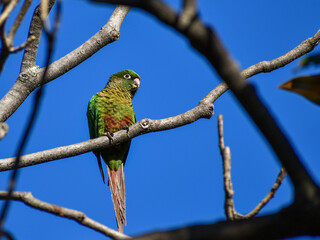 maroon-bellied parakeet (Pyrrhura frontalis) perching in a tree